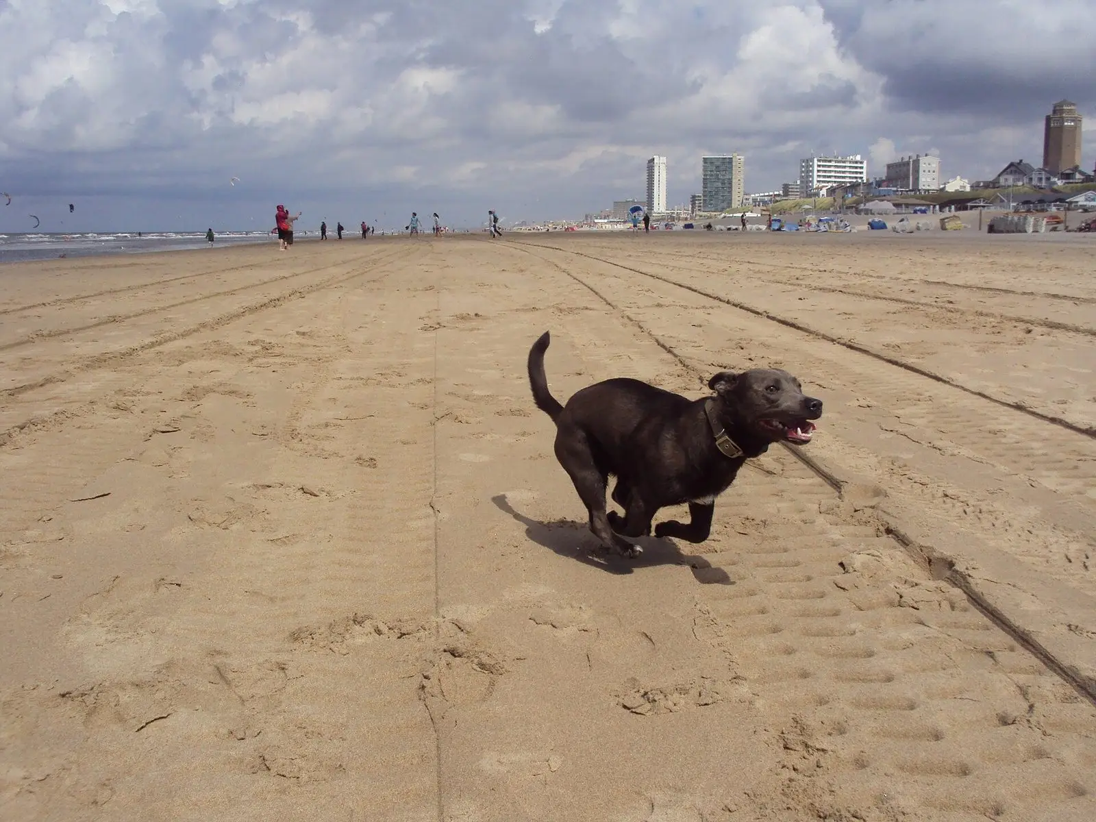 Hund rennt fröhlich über einen breiten Nordseestrand an der niederländischen Küste