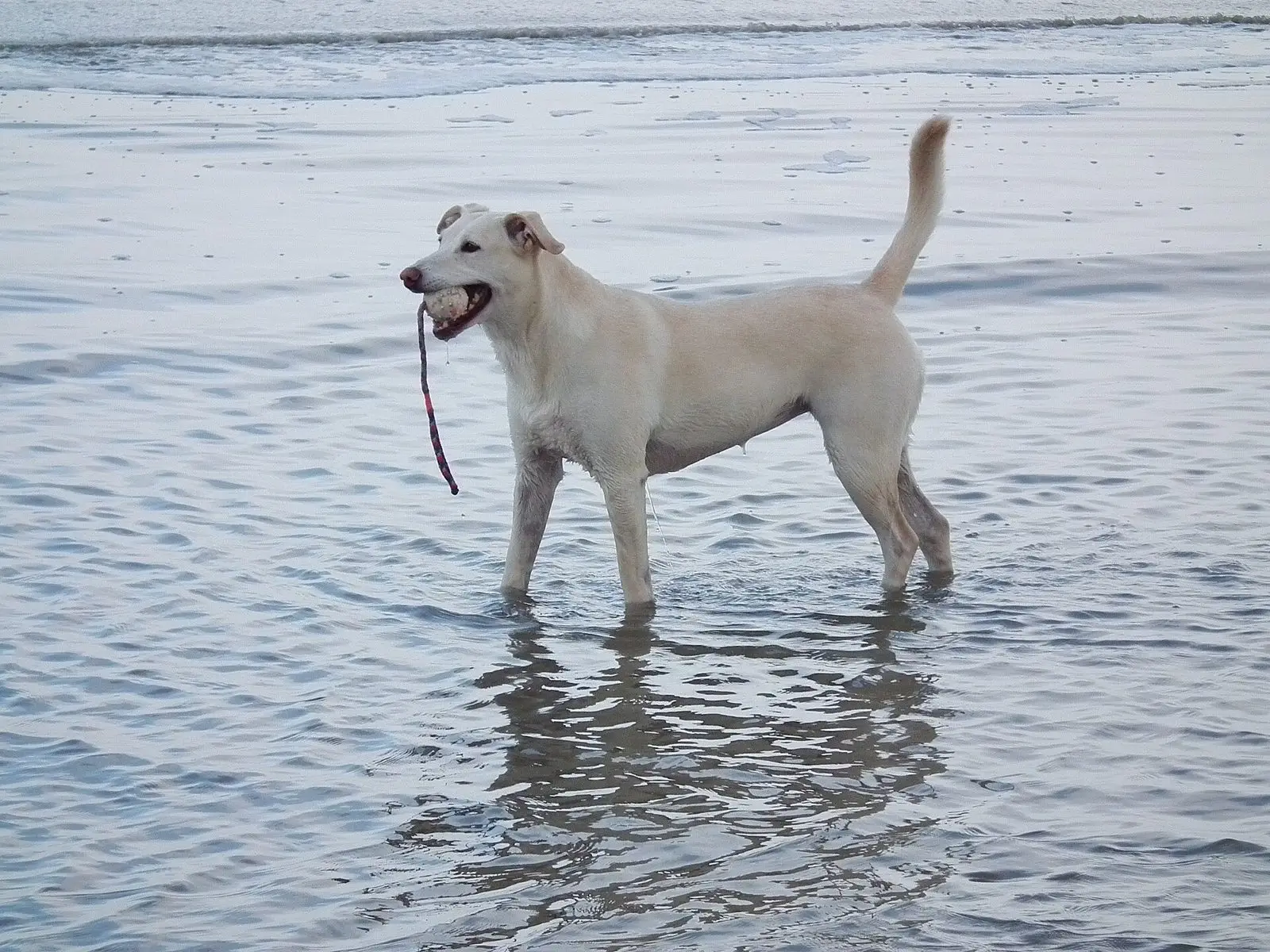 Heller Hund mit Stöckchen im Maul steht im flachen Wasser am Strand von Juist