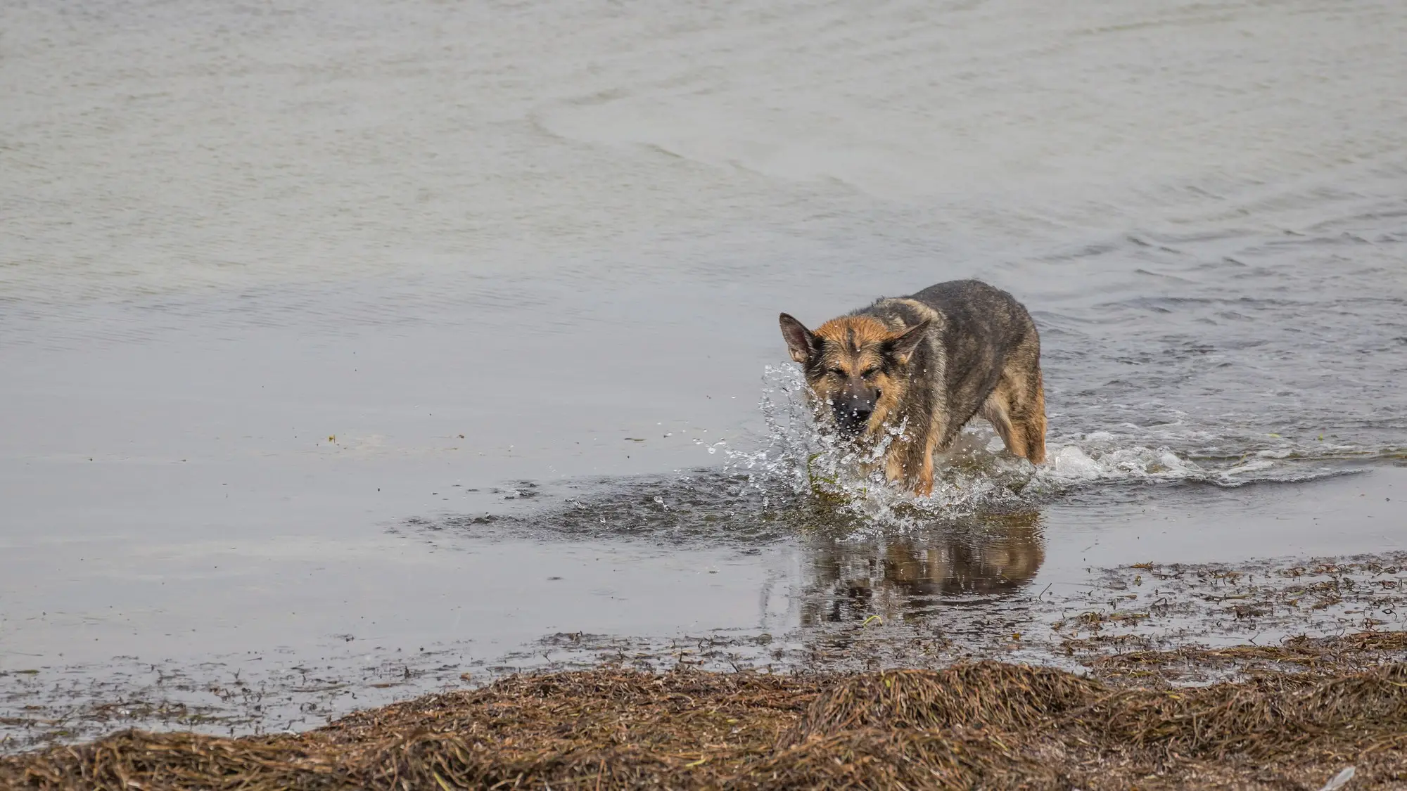 Schäferhund läuft spritzend durch das flache Wasser am Ufer