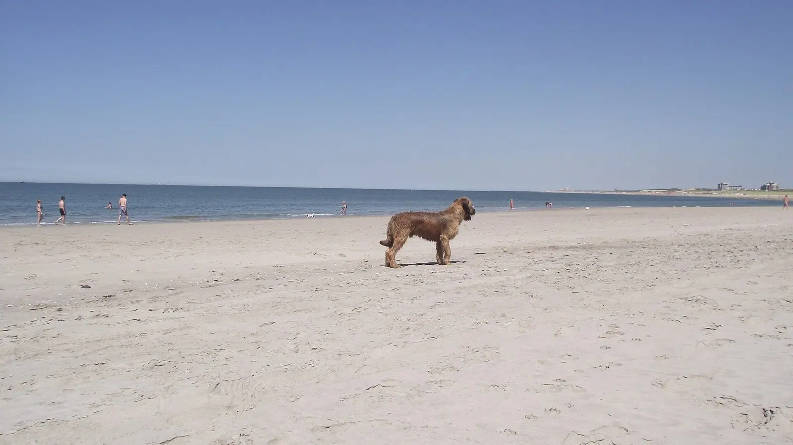 Hund am Strand der Zandmotor bei Den Haag (Kijkduin) an der niederländischen Nordsee