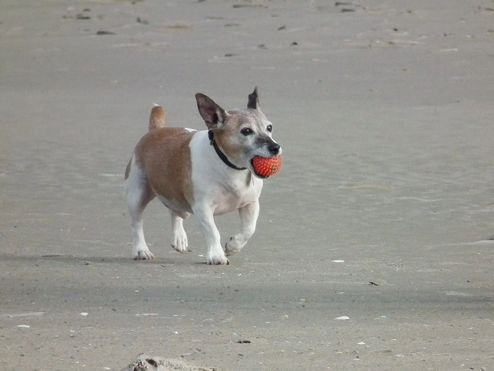Kleiner Hund trägt einen roten Igelball über den Sandstrand von Juist