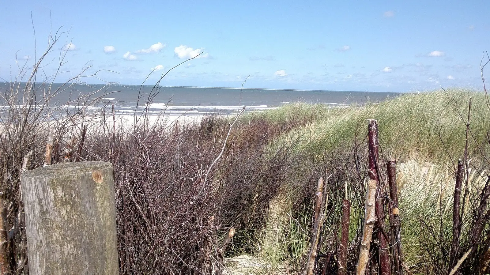 Dünenzaun und Strandhafer am Nordstrand von Borkum