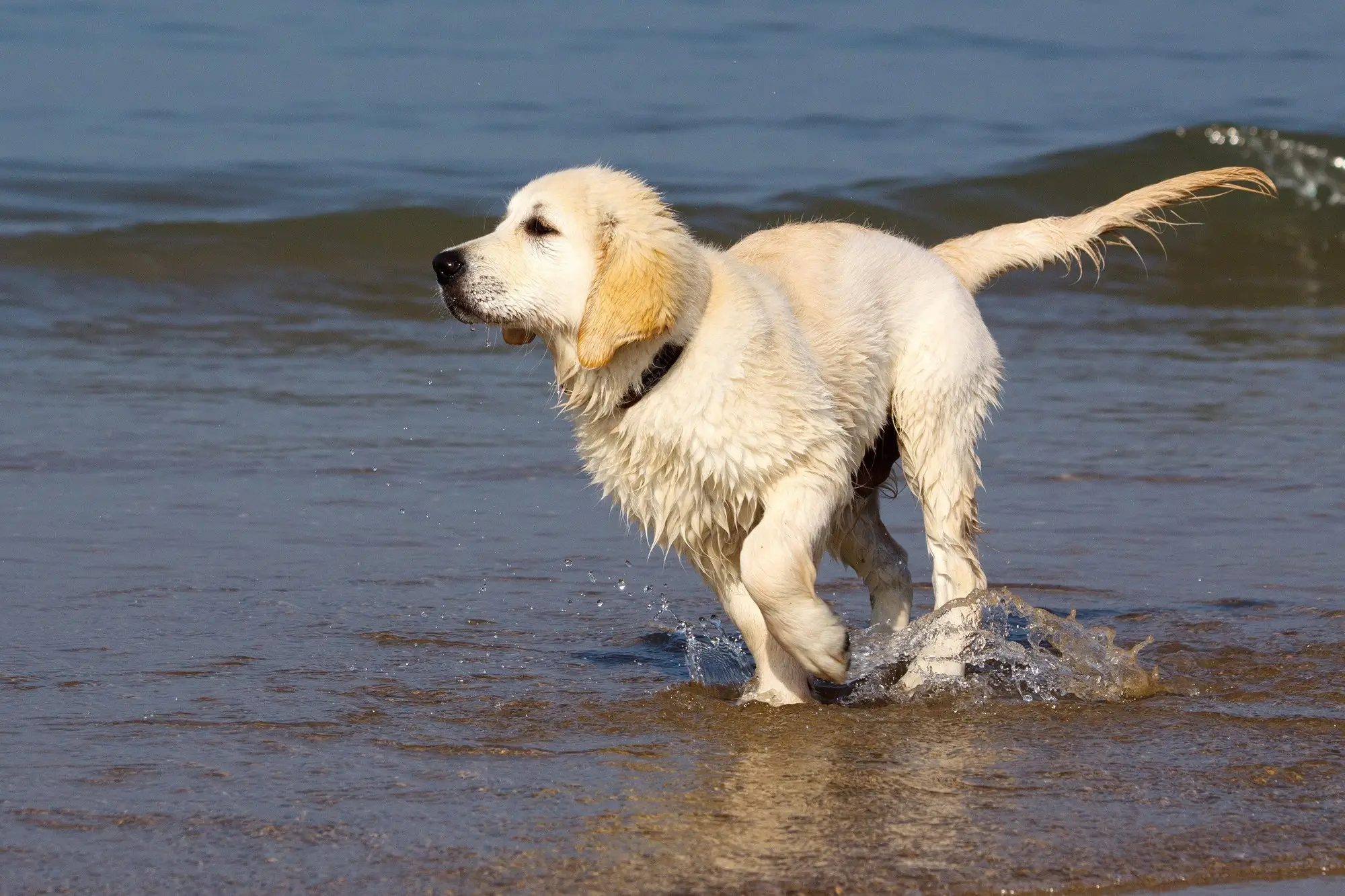 Golden-Retriever-Welpe läuft fröhlich durch das flache Wasser der Nordsee