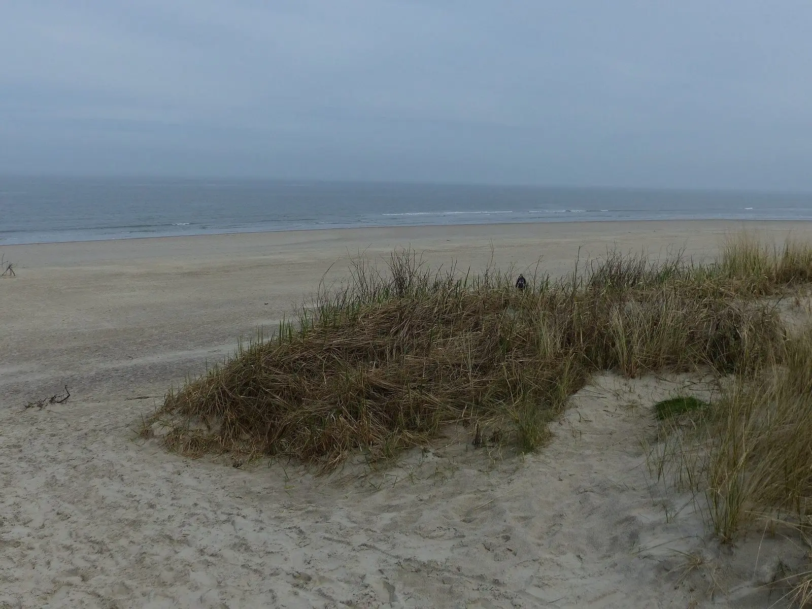Kleine Düne mit Strandhafer am weiten Strand von Langeoog