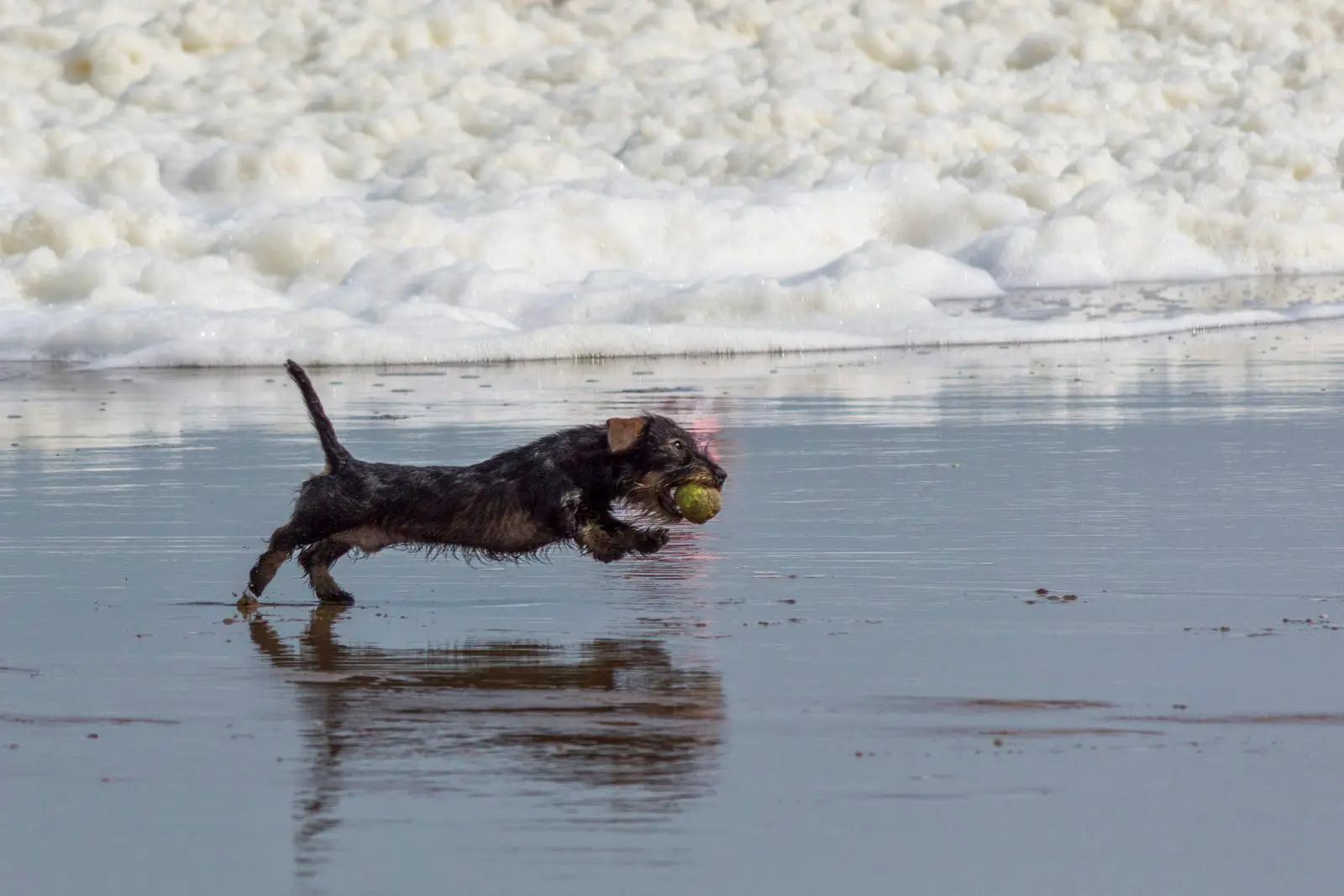 Hund spielt mit einem Ball im flachen Wasser am Nordseestrand bei Den Haag (Kijkduin)