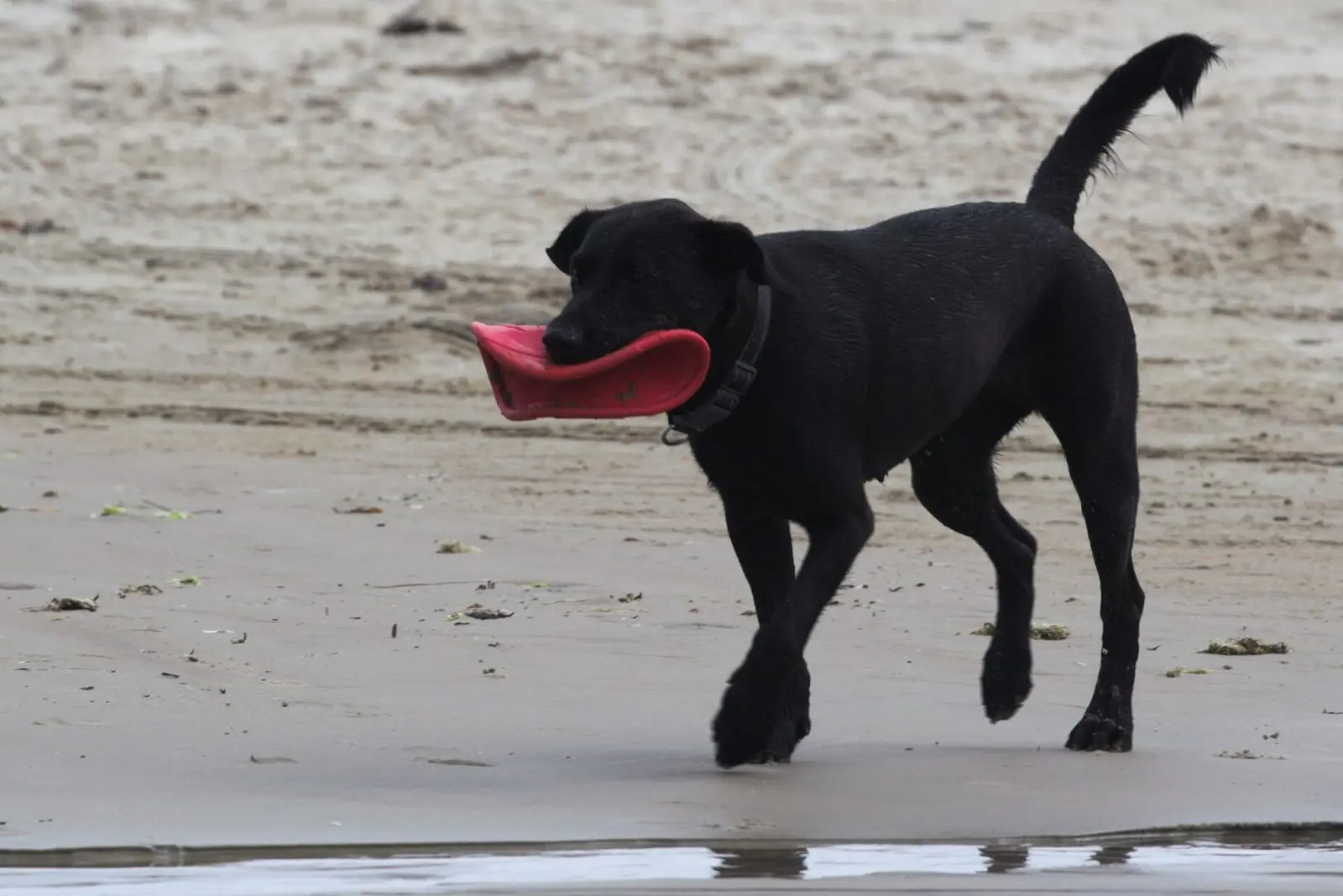 Schwarzer Hund apportiert ein Frisbee am Strand in Nordjütland