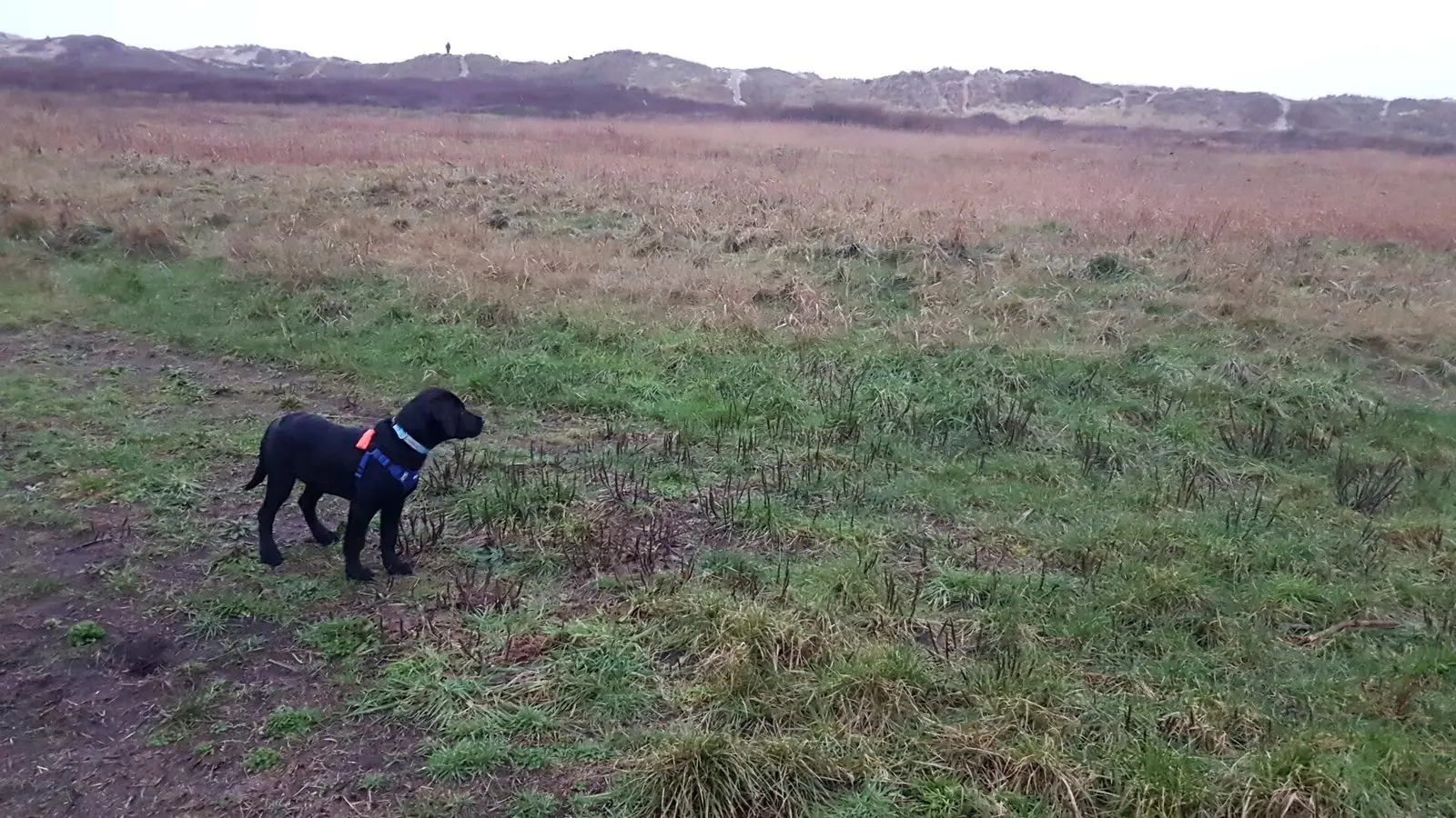 Hund auf der eingezäunten Hundeauslauffläche bei Lakolk auf Rømø