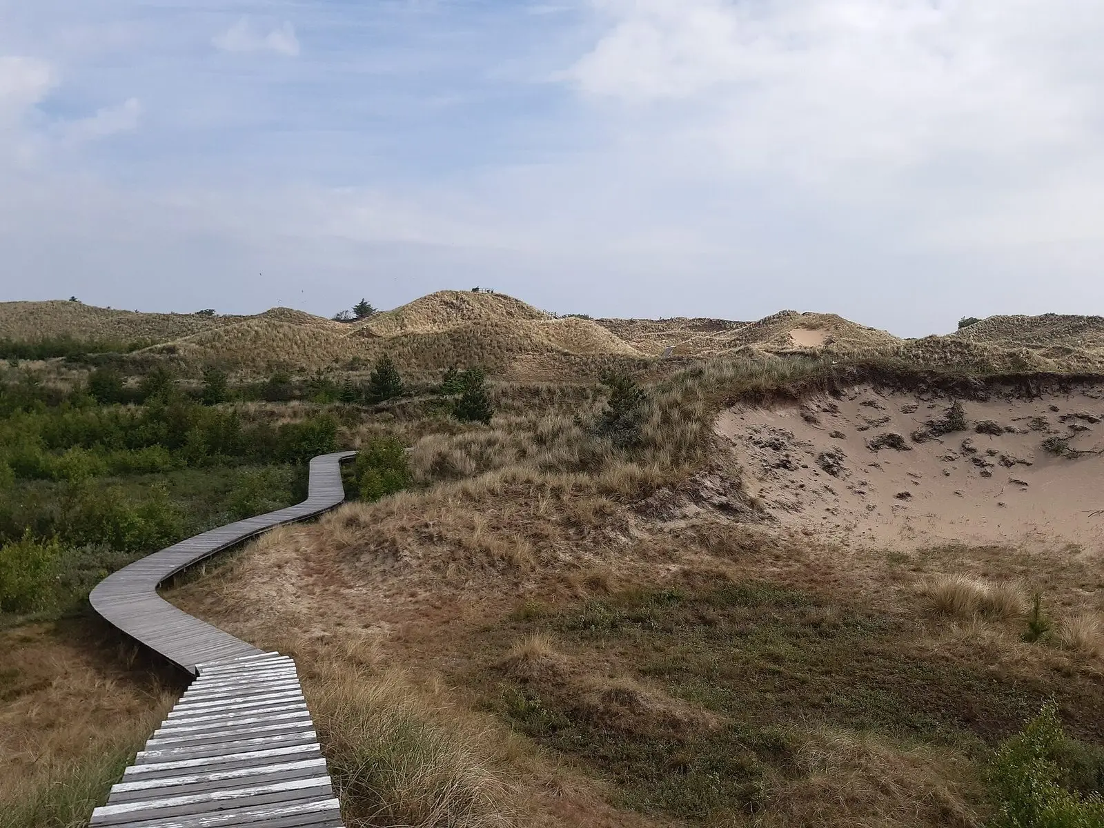 Geschwungener Bohlenweg durch die Amrumer Dünen