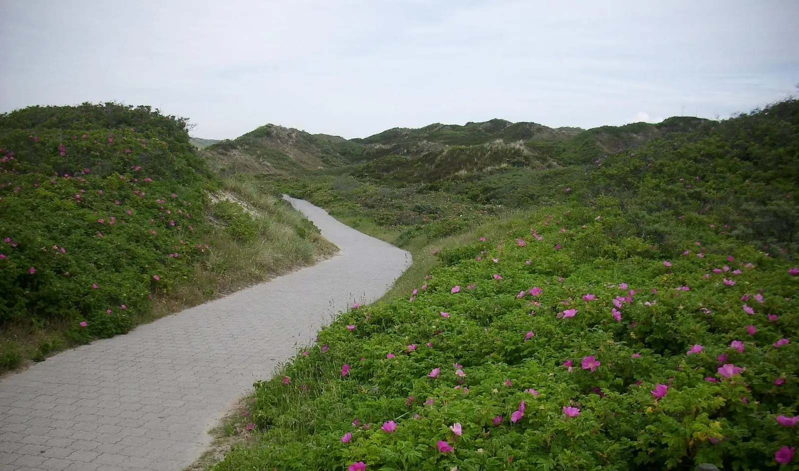 Weg durch das grüne Pirolatal in den Dünen von Langeoog