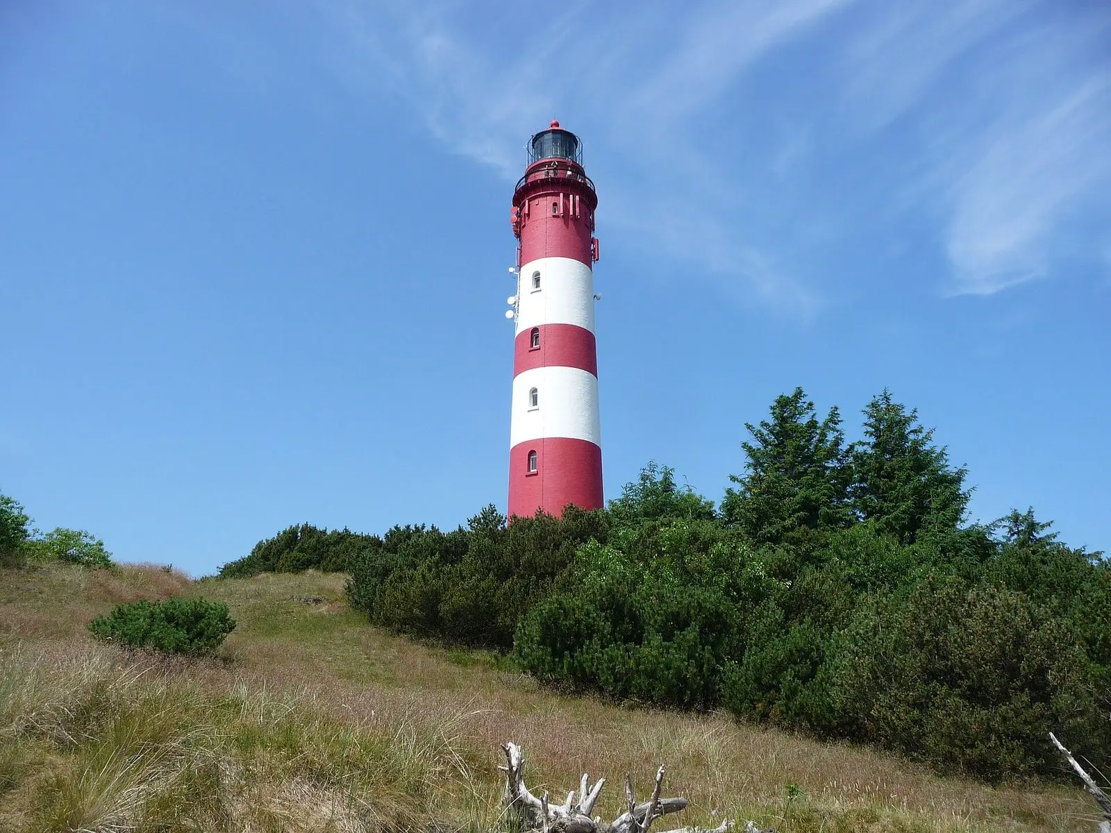 Rot-weißer Leuchtturm Amrum über Dünen und Kiefern