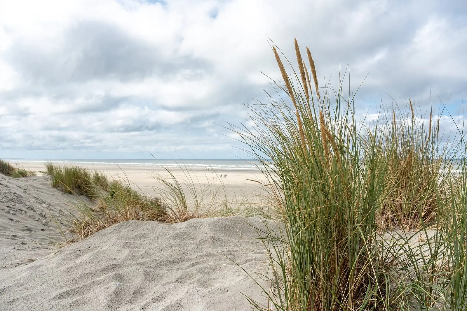 Strandhafer in den Dünen am Strand von Nes auf Ameland