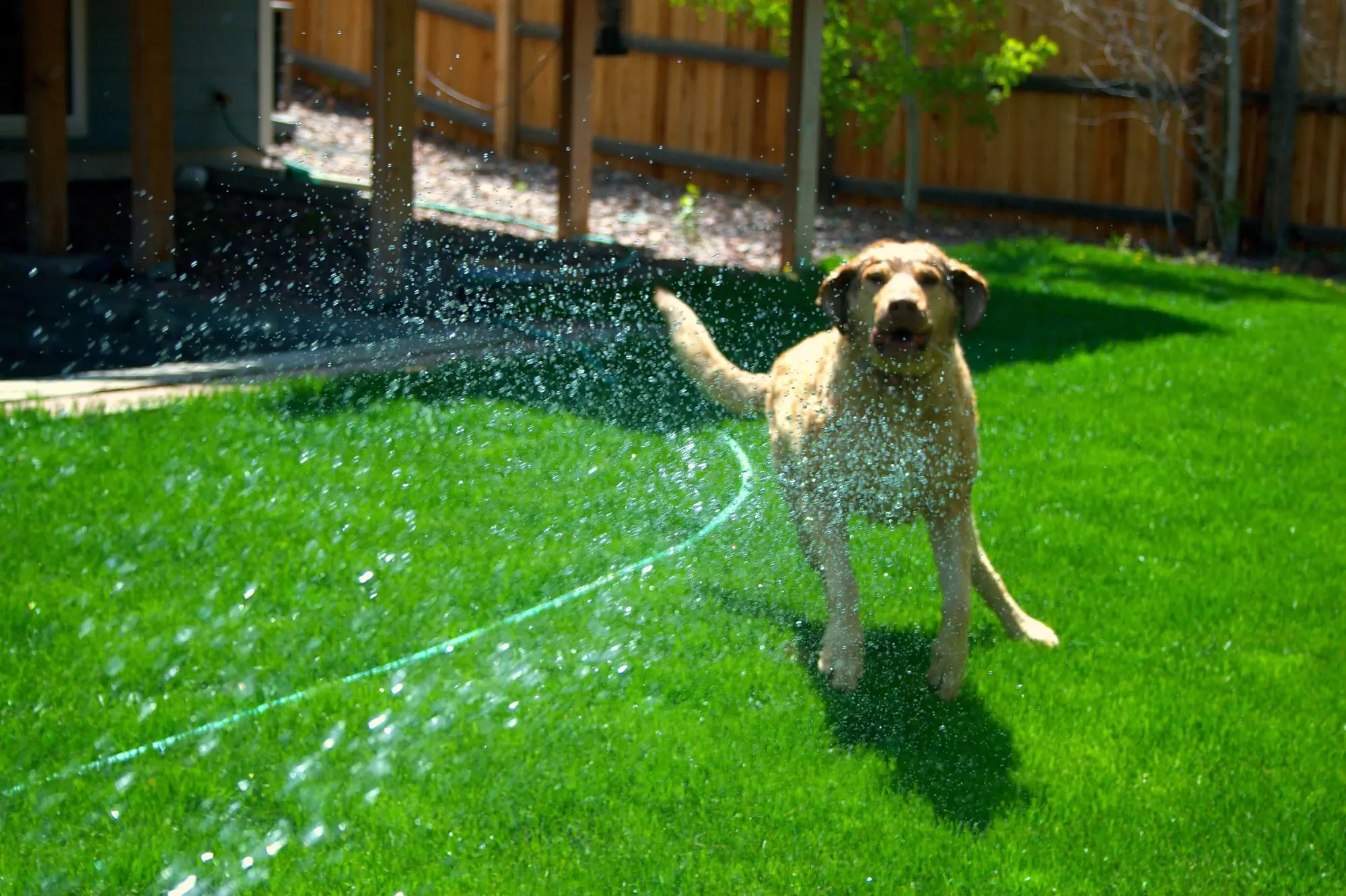 Hund spielt mit dem Wasserstrahl eines Gartenschlauchs im eingezäunten Garten